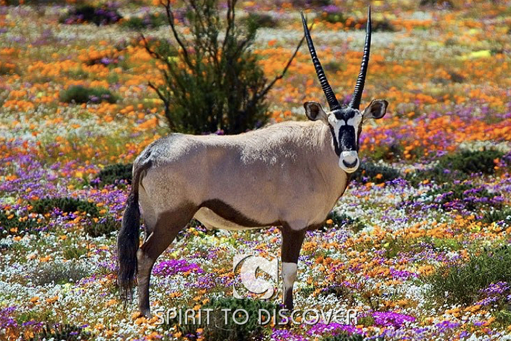SUD AFRICA SETTEMBRE 2025 Header